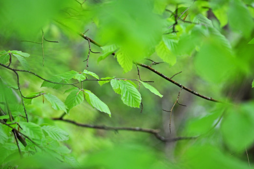 794657 (a): :2000x1328